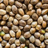 Many Cannabis seeds. Organic Hemp seed. Close up. Hemp seeds background in macro. Macro detail of marijuana seed.